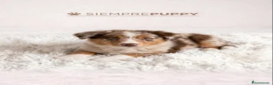 Border Collie 1