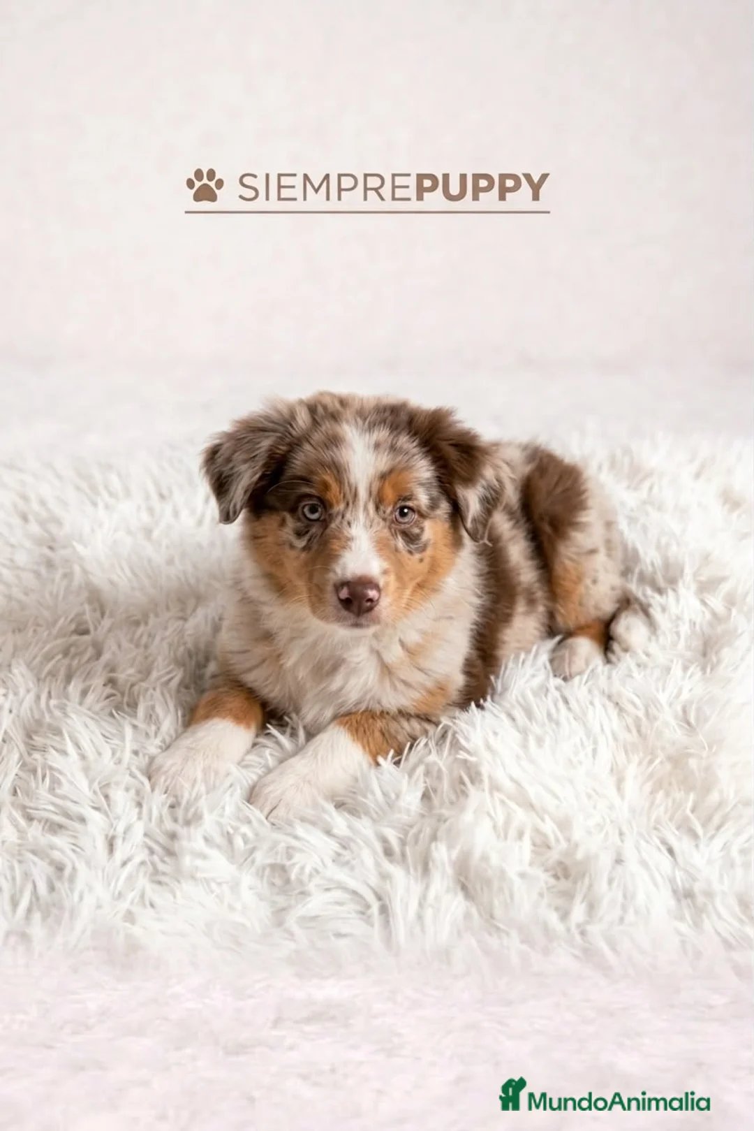 Border Collie perros en venta: BORDER COLLIE RED MERLÉ - Anuncio 1