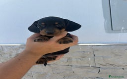 Teckel Miniatura perros en venta: Teckel  - Imagen 3