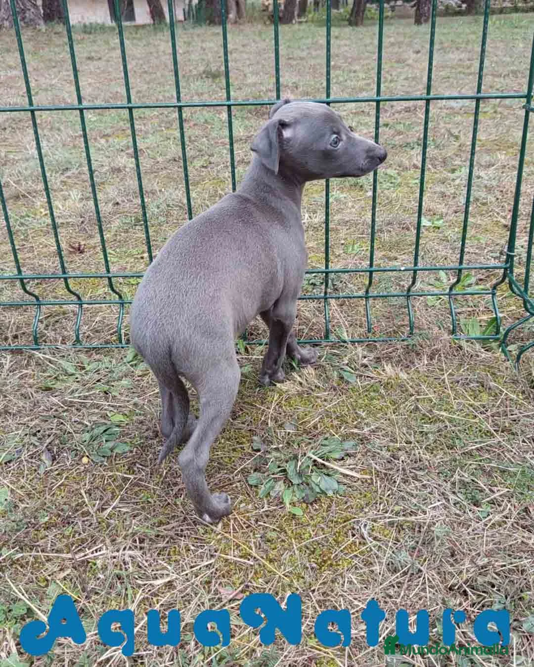 Pequeño Lebrel Italiano perros en venta: Lebrel Italiano Hembra 2 de AB y Omega AQUANATURA - Anuncio 7