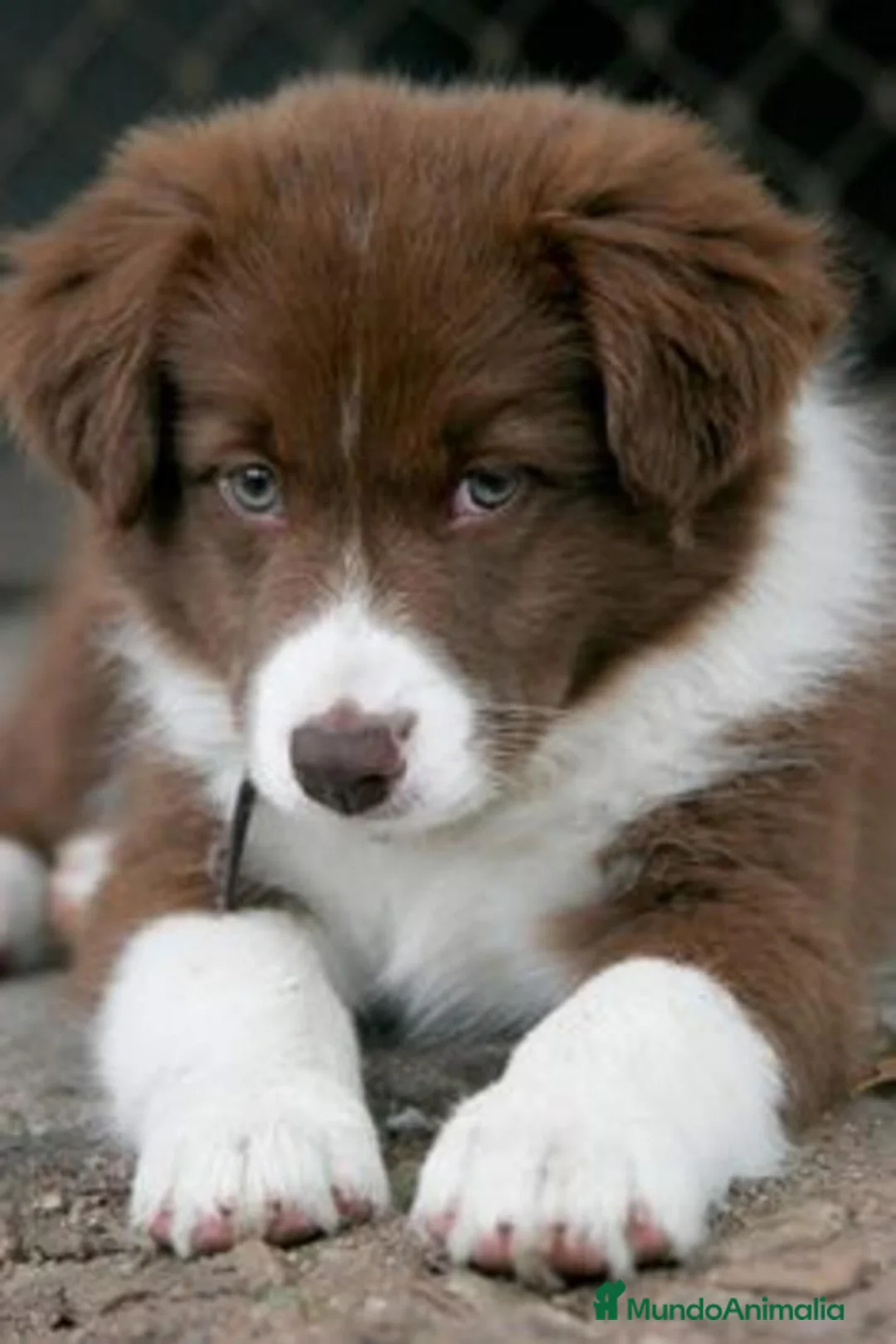 Border Collie perros en venta: BORDER COLLIE CHOCOLATE  en Barcelona - Anuncio 1