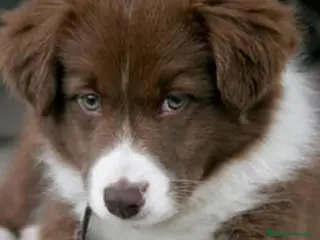 Border Collie perros BORDER COLLIE CHOCOLATE en Barcelona - Anuncio 1