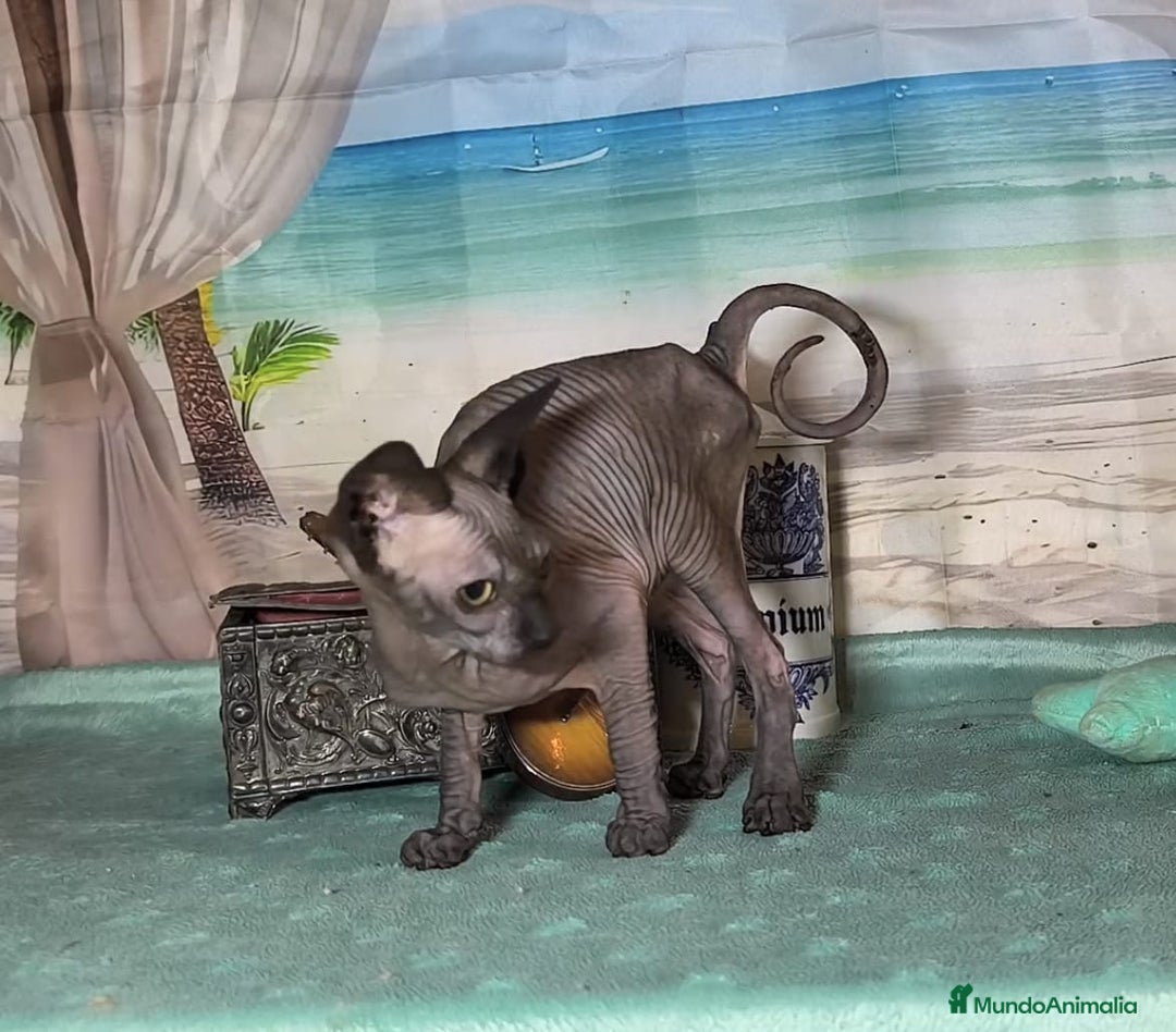 Sphynx gatos en venta: Gatos egipcios - Anuncio 5
