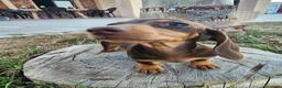 Teckel perros en venta: Teckel kanichen precio real. - Anuncio 3