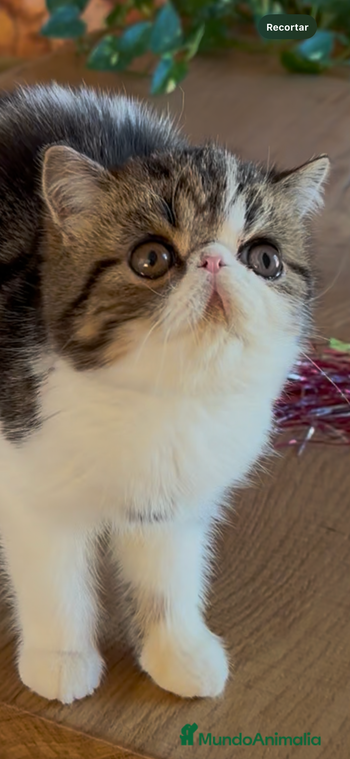 Exótico de Pelo Corto gatos Exótico Brown Tabby  - Anuncio 7