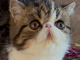 Exótico de Pelo Corto gatos Exótico Brown Tabby - Anuncio 1