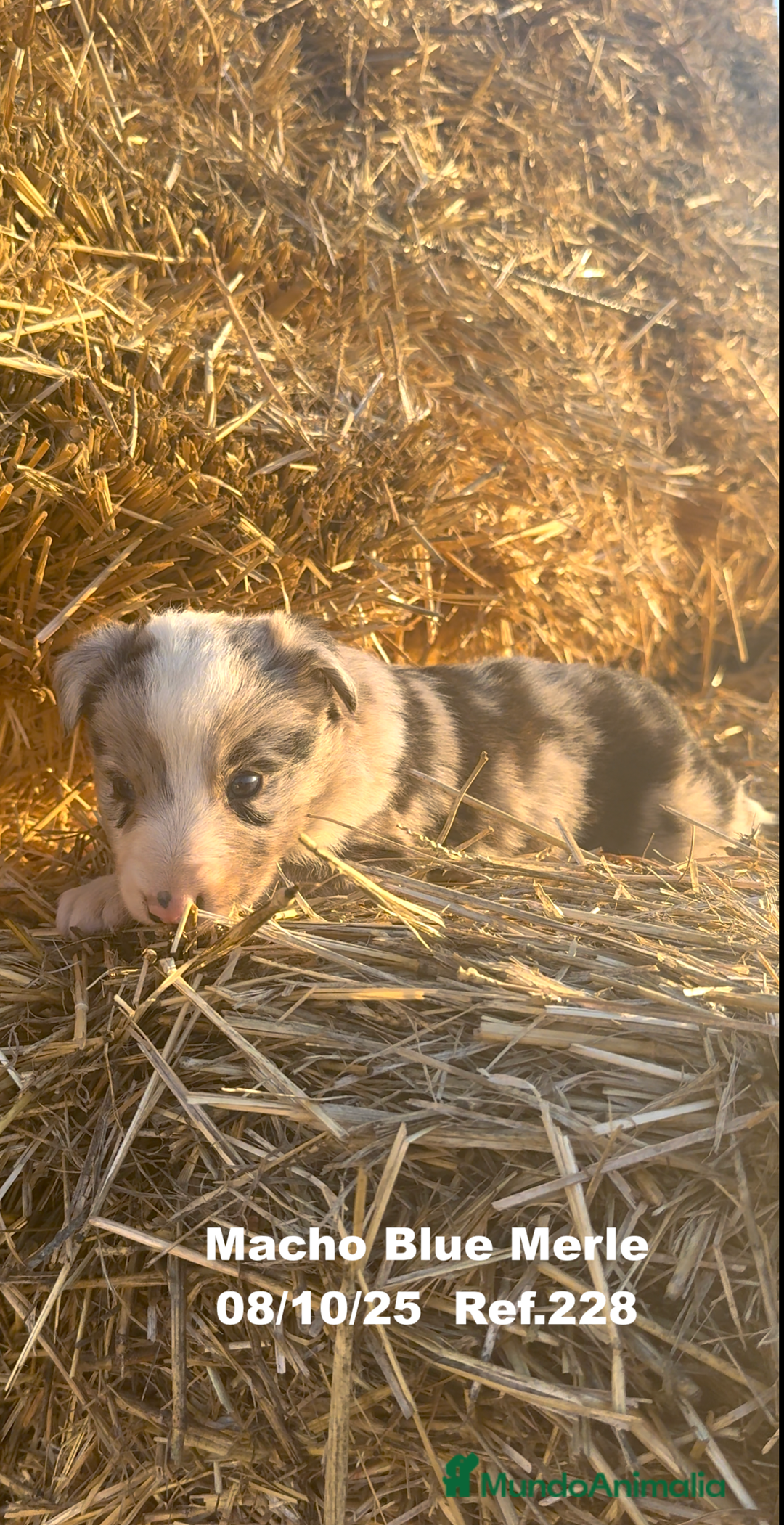 Border Collie perros en venta: Border Collie Blue Merle - Anuncio 12
