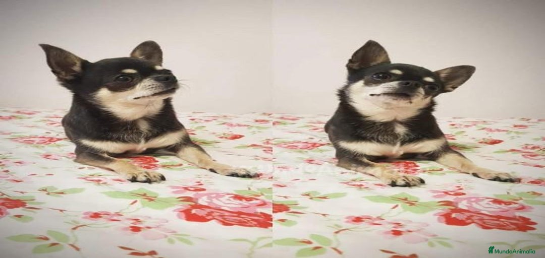 Imagen de galería {{count}}