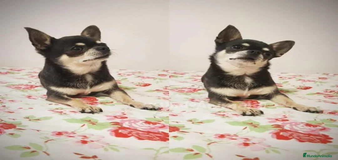 Imagen de galería {{count}}