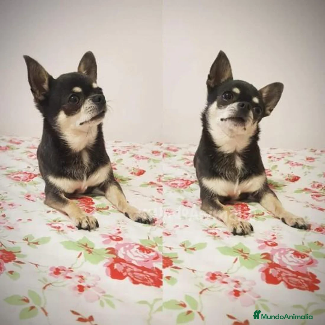 Imagen de galería {{count}}