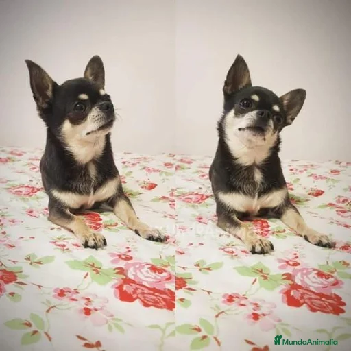 Imagen de galería {{count}}