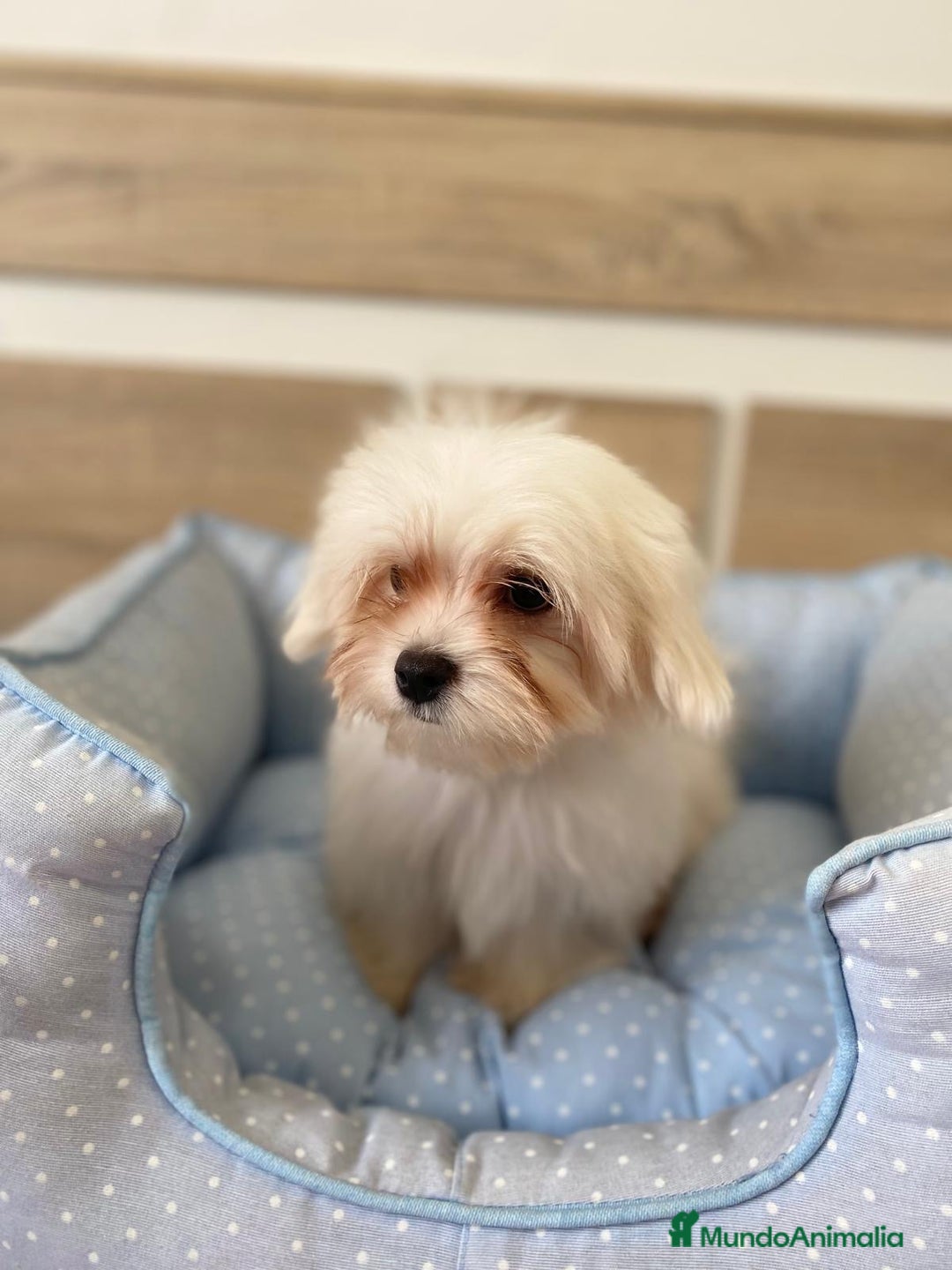 Bichón Maltés perros en venta: BICHON MALTES - Anuncio 13