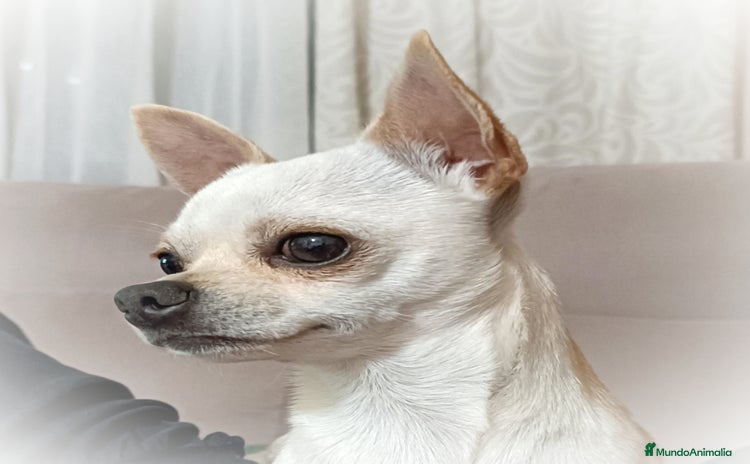 Chihuahua perros - Propaganda 3