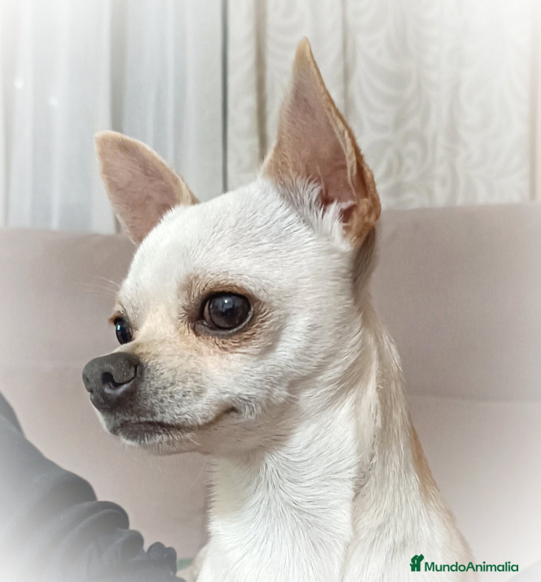 Chihuahua perros para monta: Monta chihuahua - Imagen 1