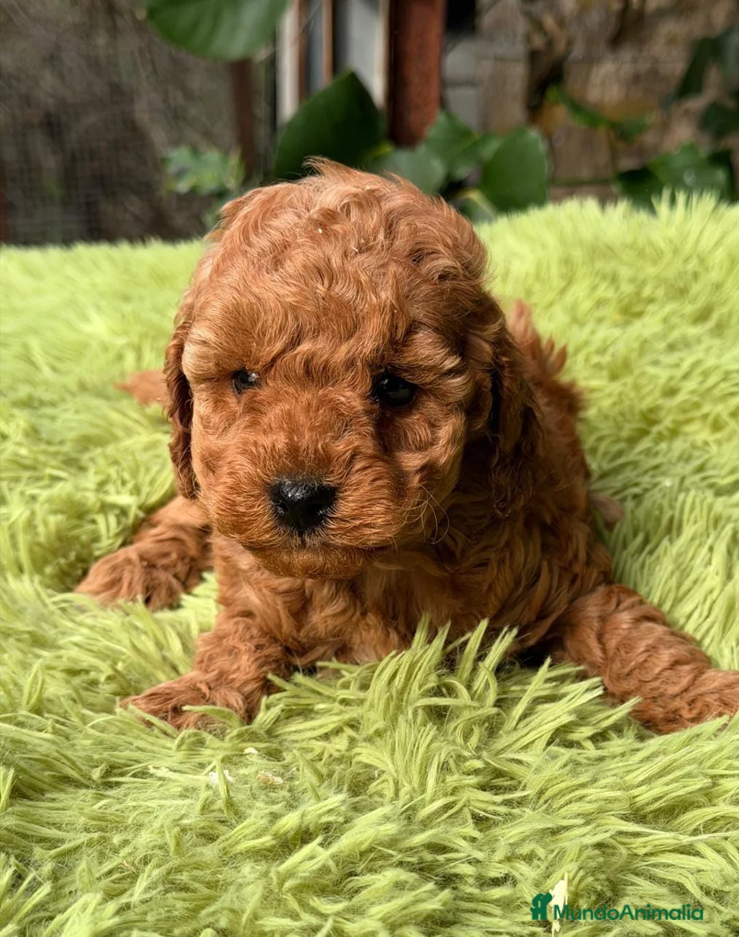 Caniche Enano perros en venta: CANICHE ROJO INTENSO DISPONIBLES - Anuncio 3