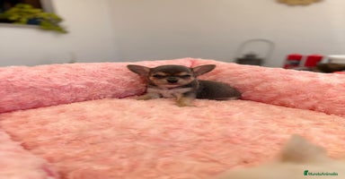 Chihuahua perros - Anuncio 7