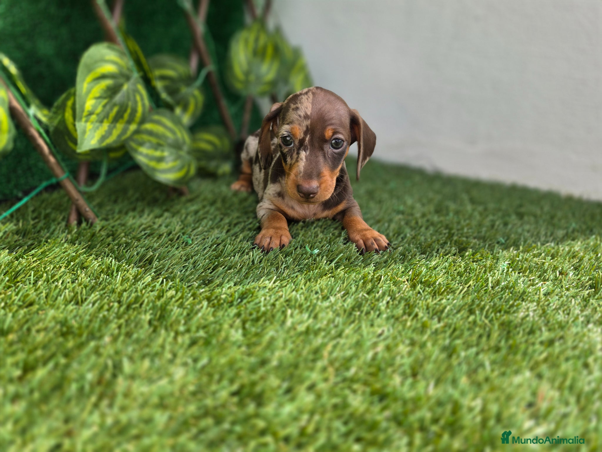 Teckel Miniatura perros TECKEL MINIATURA & KANNINCHEN ARLEQUIN - Anuncio 2
