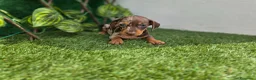 Teckel Miniatura perros en venta: TECKEL MINIATURA & KANNINCHEN ARLEQUIN - Anuncio 1