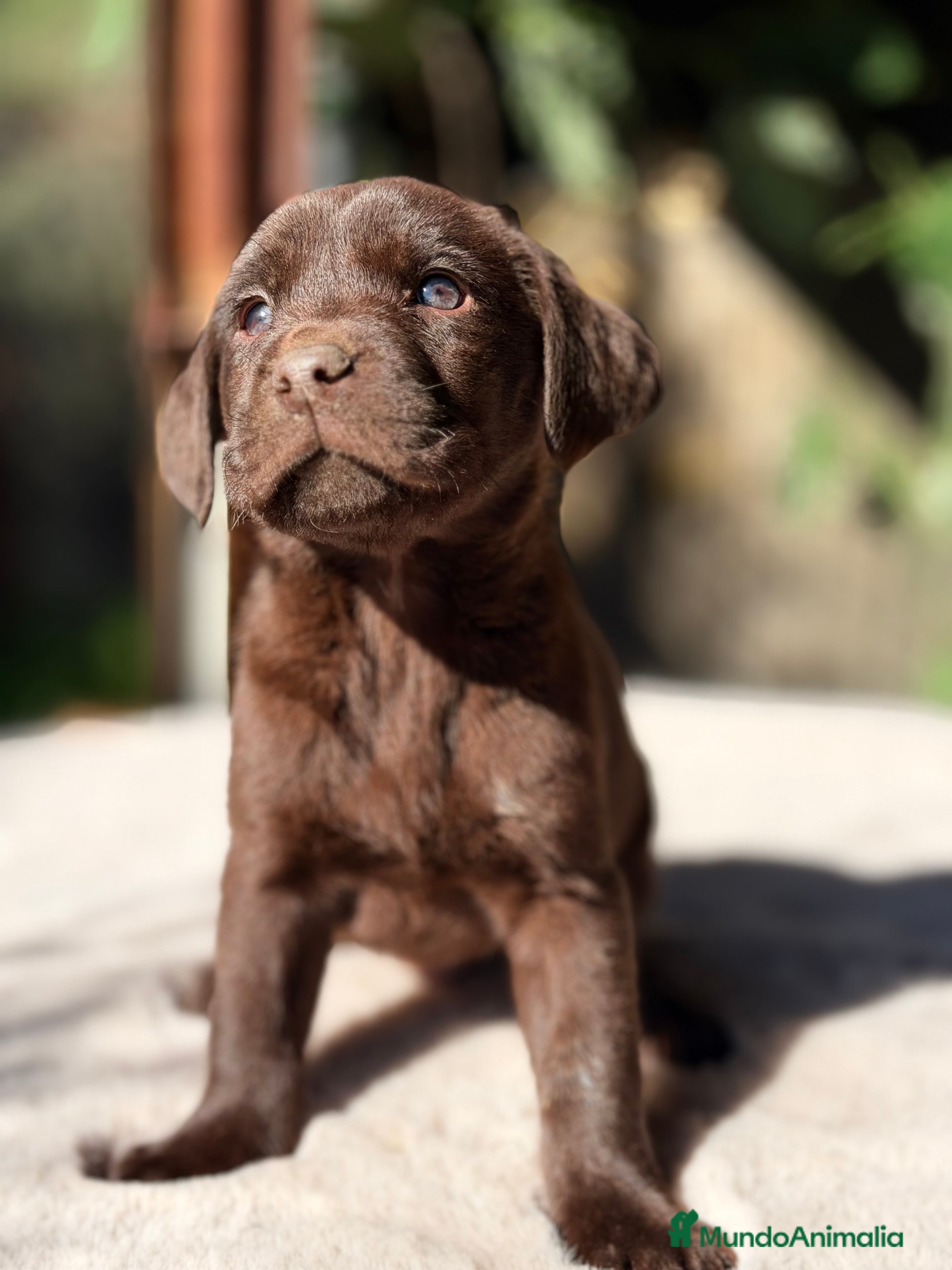 Labrador Retriever perros Labrador Macho chocolate  - Anuncio 1
