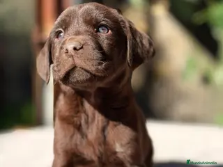 Labrador Retriever perros Labrador Macho chocolate - Anuncio 1