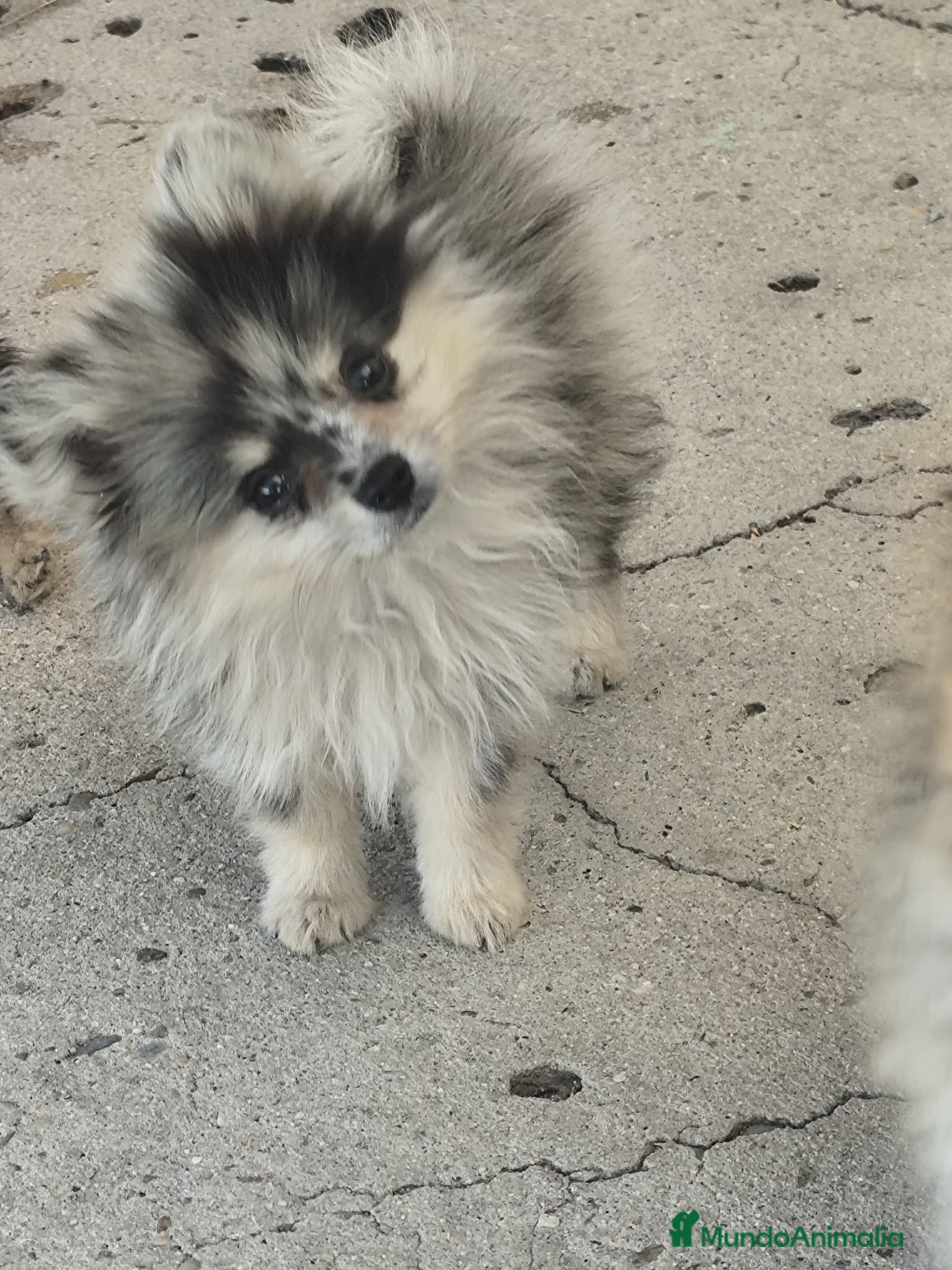 Pomerania perros POMERANIA TOY  - Anuncio 2