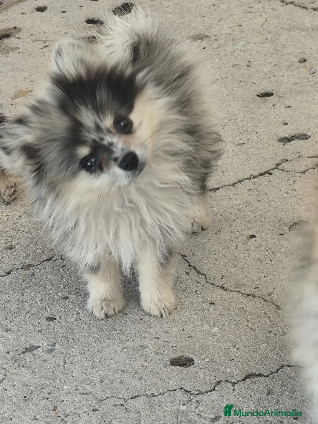 Pomerania perros en venta: POMERANIA TOY  - Anuncio 1