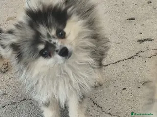 Pomerania perros POMERANIA TOY - Anuncio 1