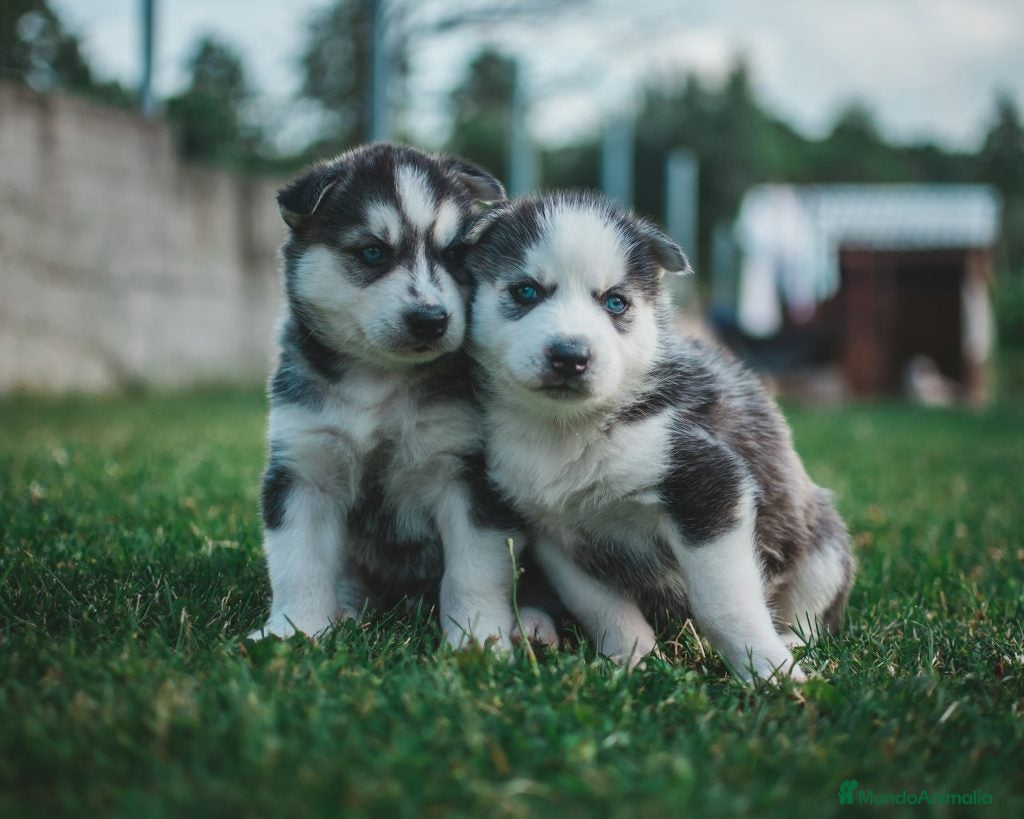 Husky Siberiano perros 🐺 Husky Siberiano – belleza, energía y lealtad ❄️ - Anuncio 11
