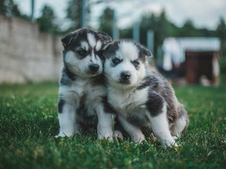 Husky Siberiano perros - Anuncio 4