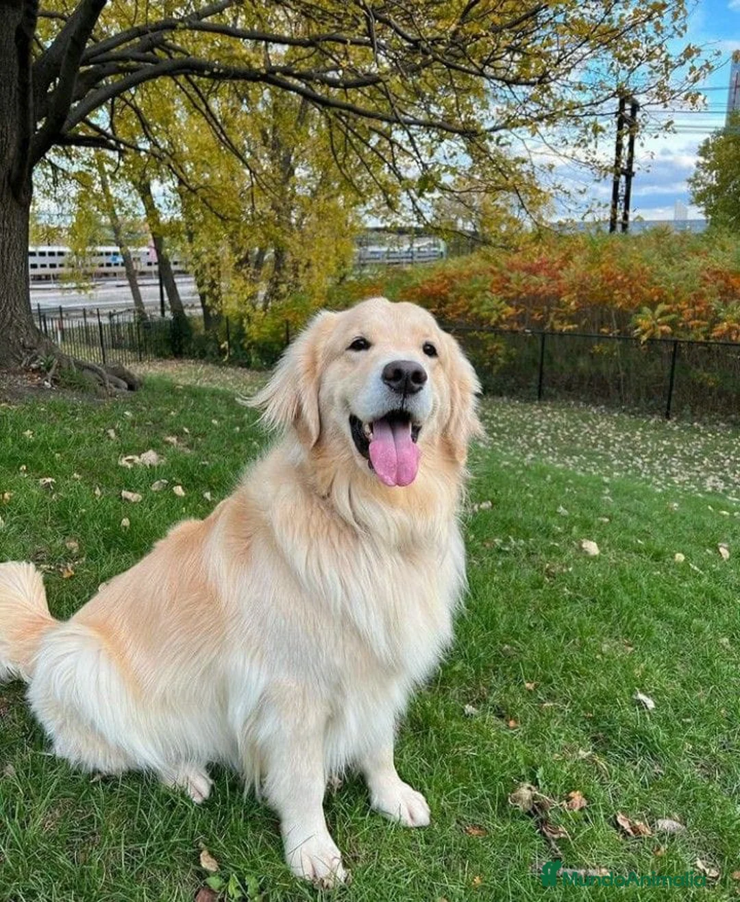 Golden Retriever perros en venta: Golden retriever bebes espectaculares bellos  - Anuncio 1