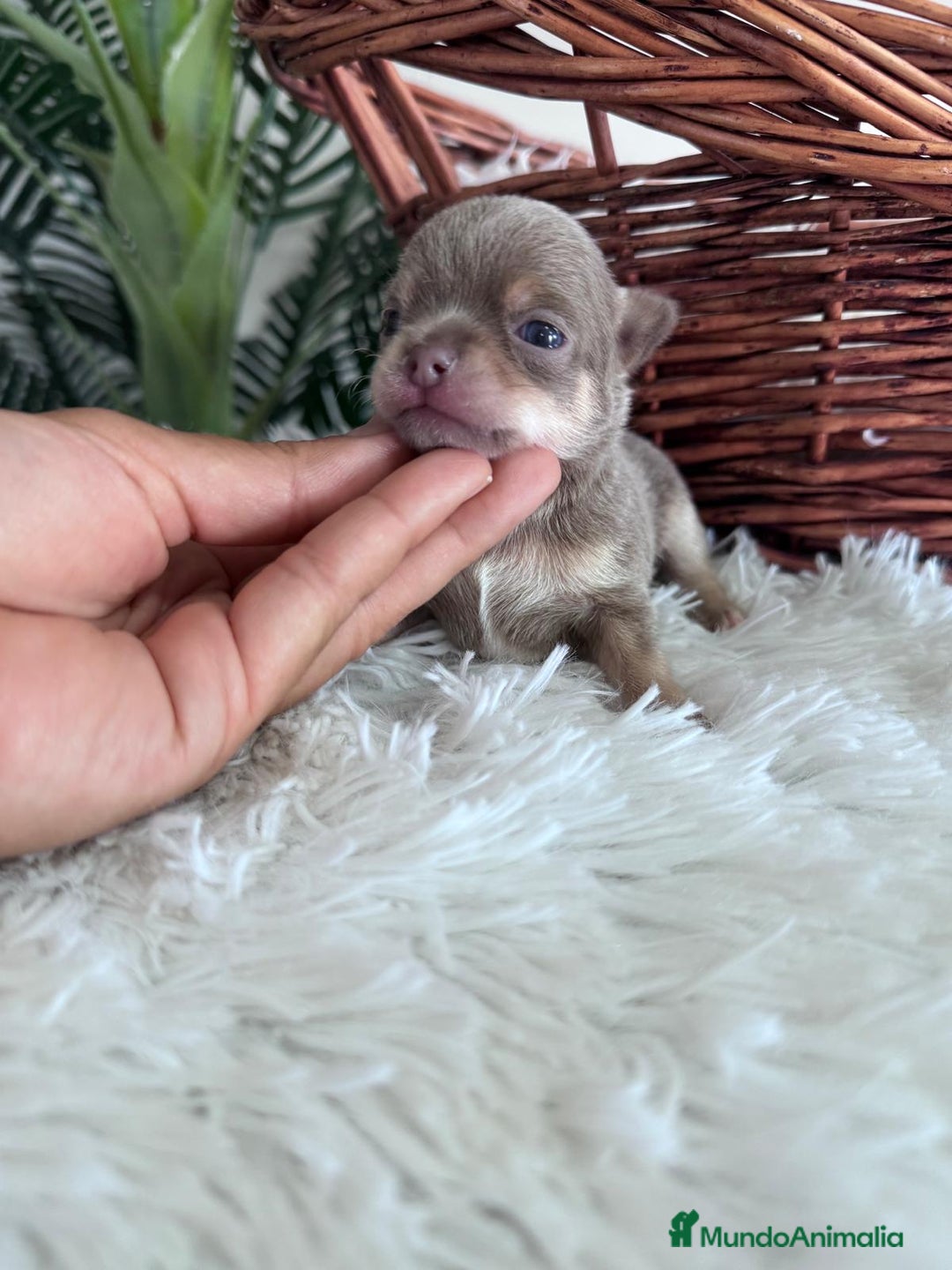 Chihuahua perros en venta: CHIHUAHUA MACHO COLOR LILAC AND TAN - Imagen 1