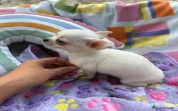 Chihuahua perros en venta: Increíble machito chihuahua tot - Imagen 15