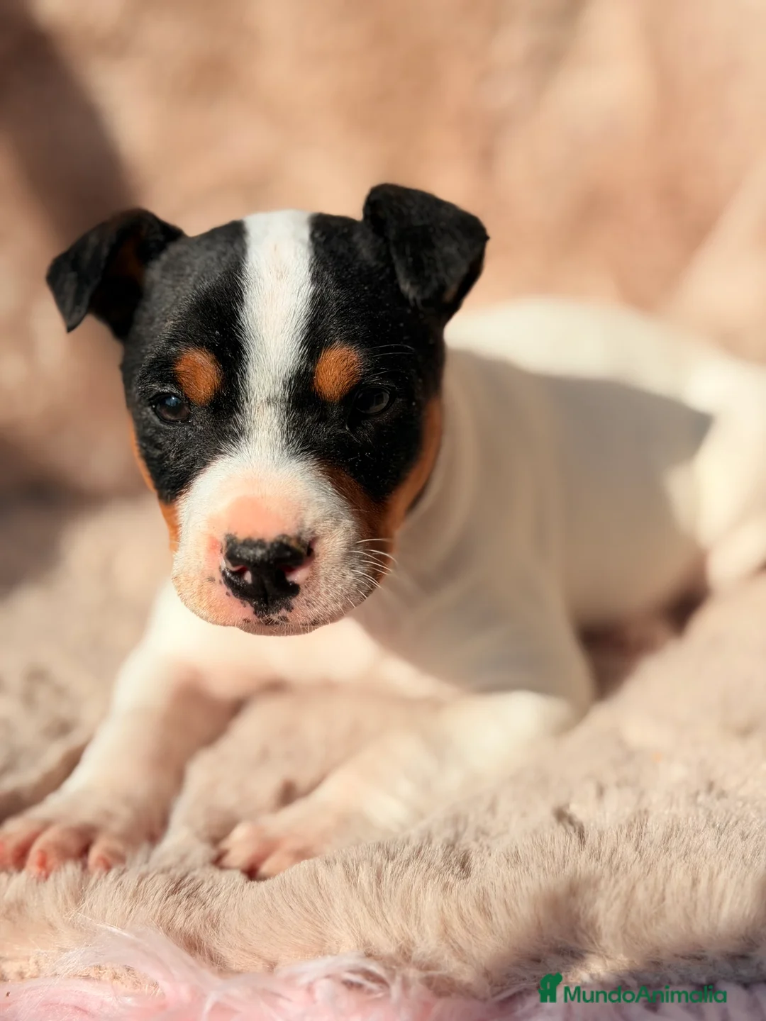 Ratonero Bodeguero Andaluz perros en venta: Bodeguero andaluz  - Anuncio 1