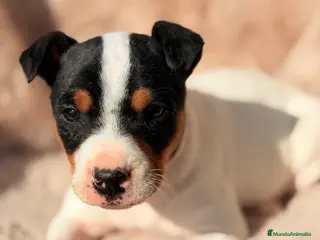 Ratonero Bodeguero Andaluz perros Bodeguero andaluz - Anuncio 3