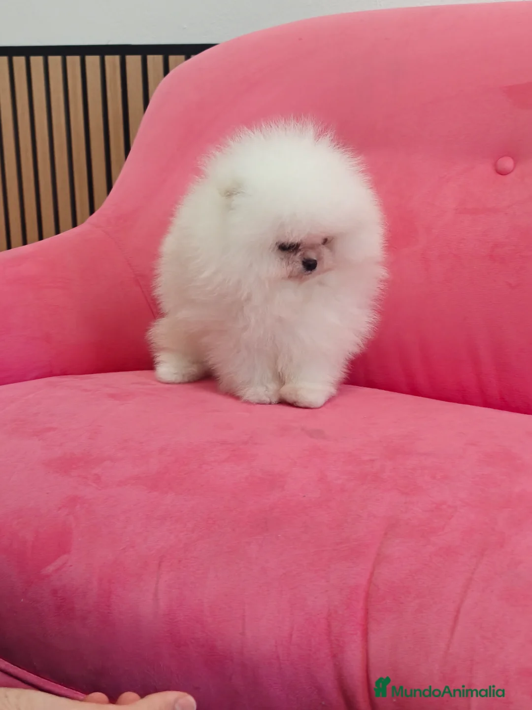 Pomerania perros en venta: Pomerania TOY Blanco nuclear ♂️ excelente  - Anuncio 11