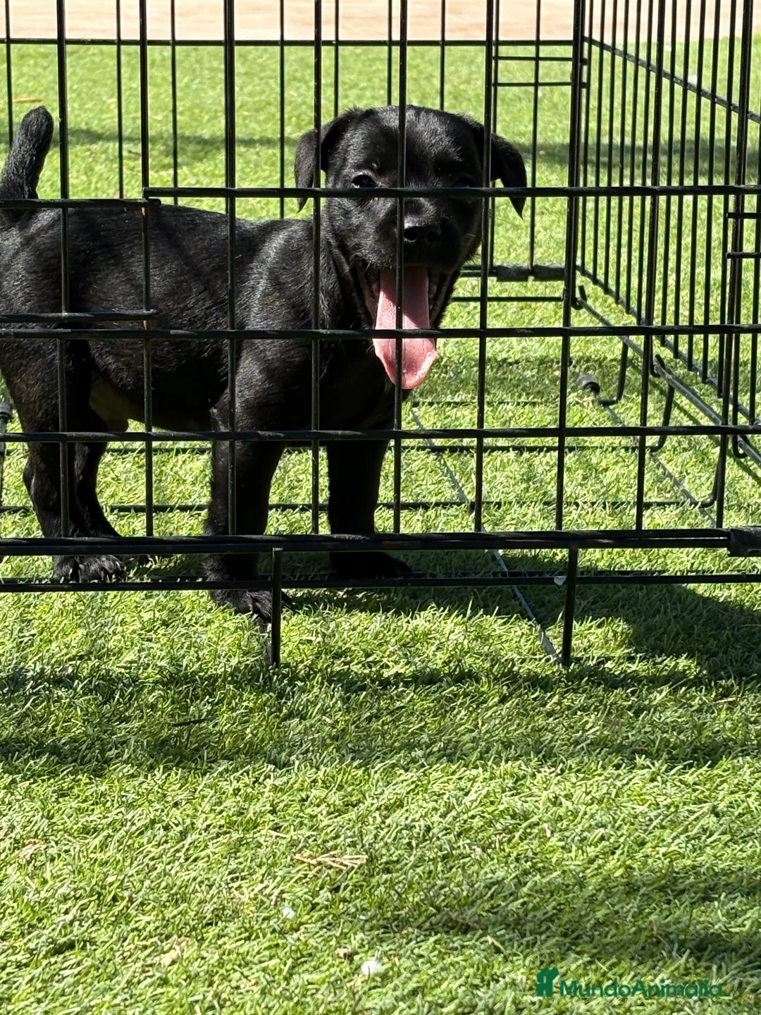 Jack Russell Terrier perros en venta: Patterdale terrier  - Anuncio 9