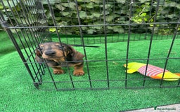 Teckel Miniatura perros en venta: teckel arlequin  - Imagen 7