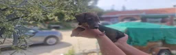 Teckel Miniatura perros en venta: Teckel hembra - Anuncio 1