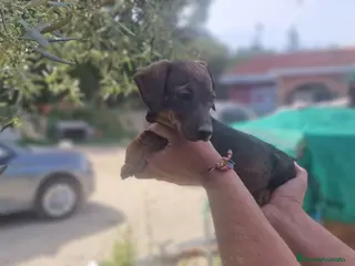 Teckel Miniatura perros Teckel hembra - Anuncio 1