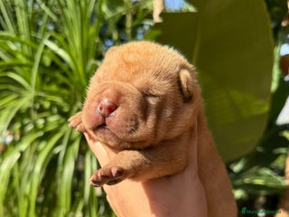 Shar Pei perros en Málaga - Anuncio 29
