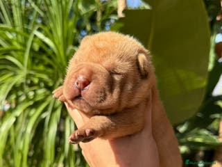 Shar Pei perros LOS SHAR PEI MAS LINDOS en Málaga - Anuncio 27