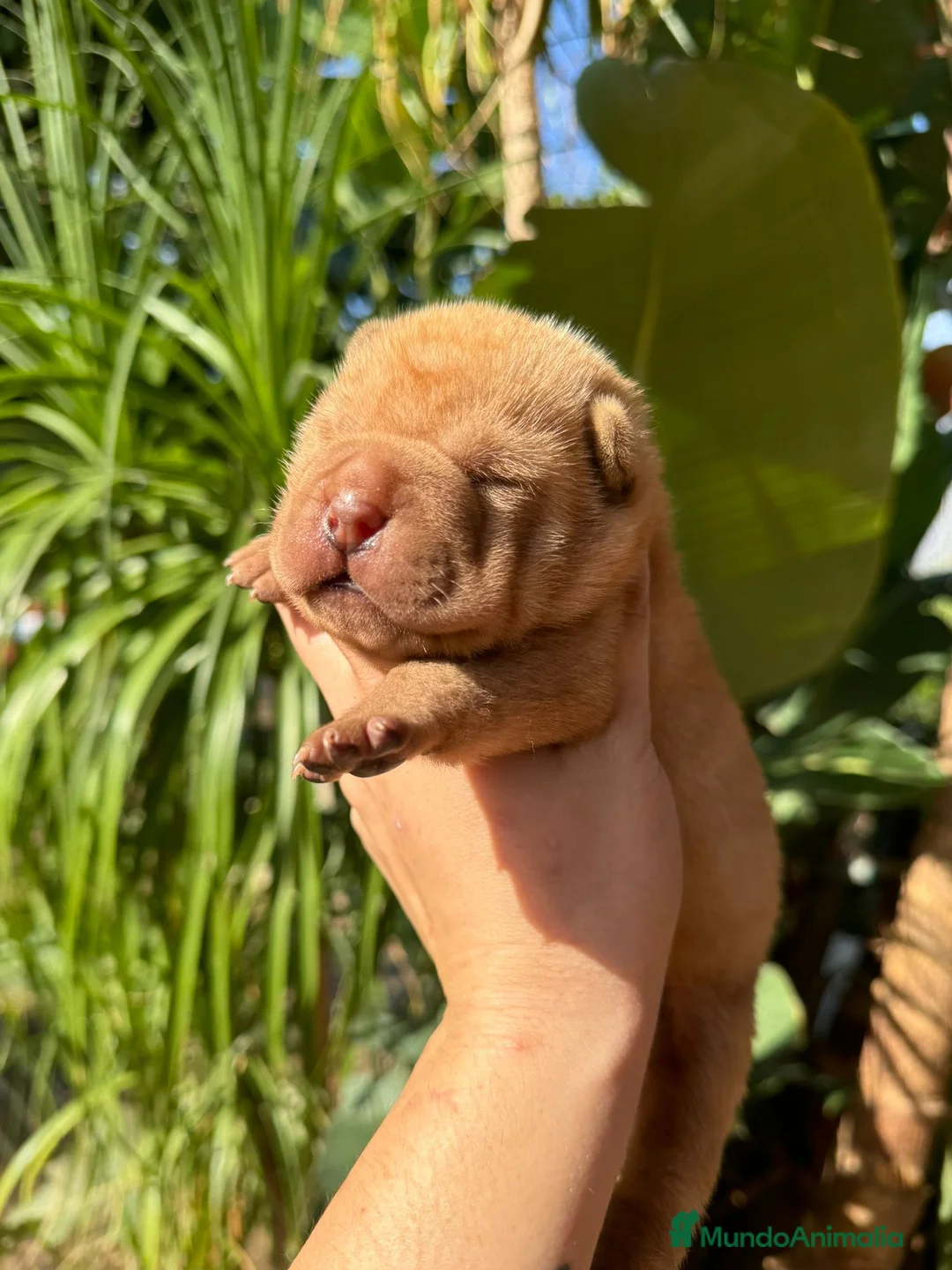 Shar Pei perros en venta: LOS SHAR PEI MAS LINDOS en Málaga - Anuncio 1