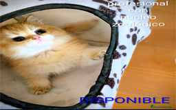 Británico de Pelo Corto gatos en venta: Gatitos British golden de pelo corto - Imagen 2