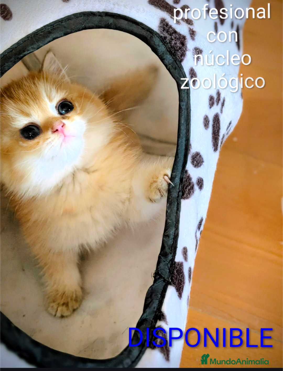 Británico de Pelo Corto gatos en venta: Gatitos British golden de pelo corto - Imagen 2