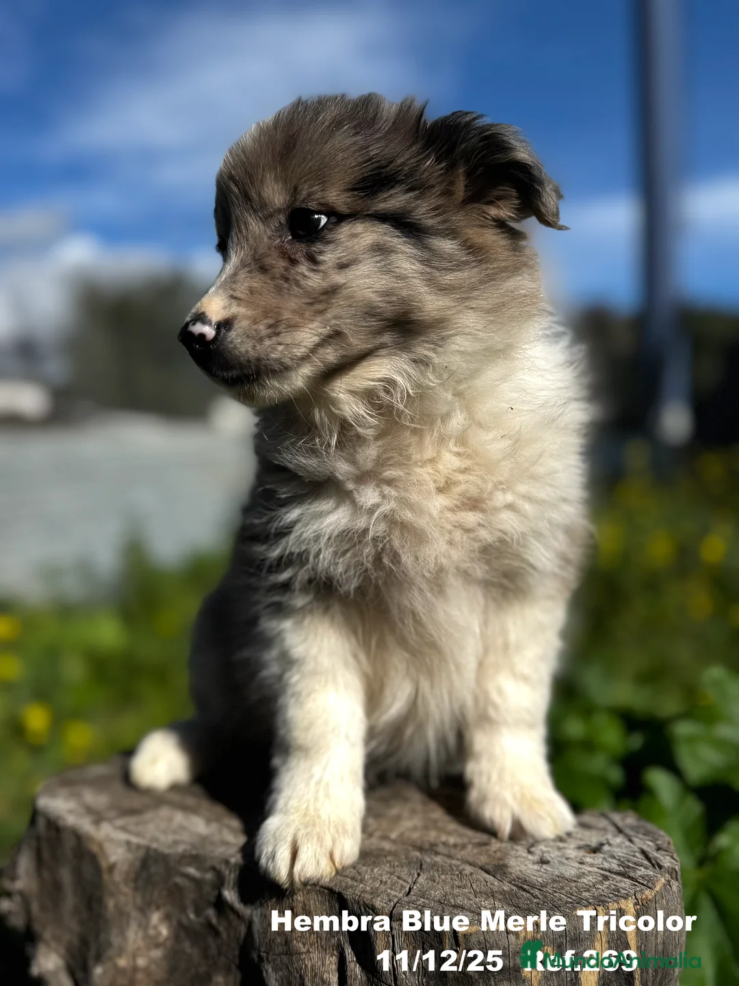 Border Collie perros en venta: BORDER COLLIE - Anuncio 15