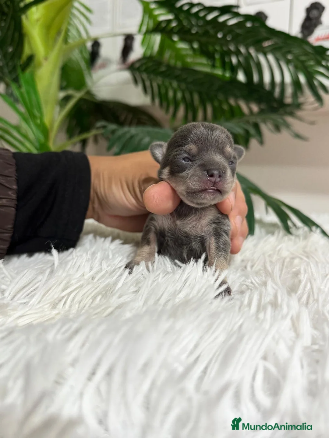 Chihuahua perros en venta: CHIHUAHUA BLUE - Anuncio 7