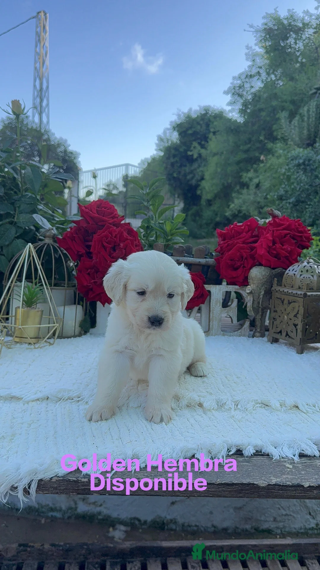 Golden Retriever perros en venta: Golden Retriever Hembras Disponibles  - Anuncio 1