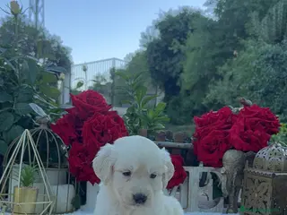 Golden Retriever perros Golden Retriever Hembras Disponibles - Anuncio 1