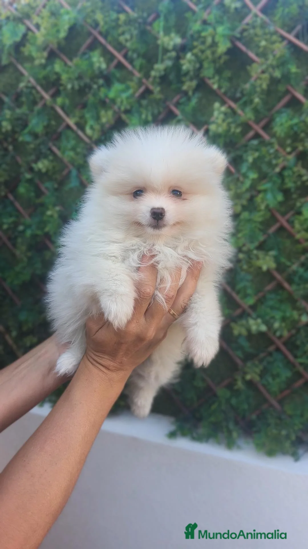 Pomerania perros en venta: Pomerania Macho crema - Anuncio 5