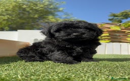 Perro de Agua Español perros en venta: PERRO DE AGUA ESPAÑOL MACHO - Imagen 5
